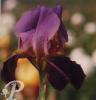 Iris germanica  Black forest
